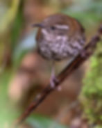 Sharp-tailed Streamcreeper, photo by Dan Audet