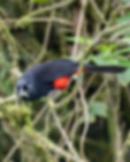 Red-bellied Grackle, photo by Alejandro Pinto