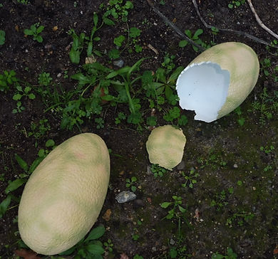 P1020147.JPG