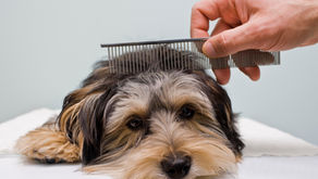 Understanding the Legal Risks for a Pet Grooming Business