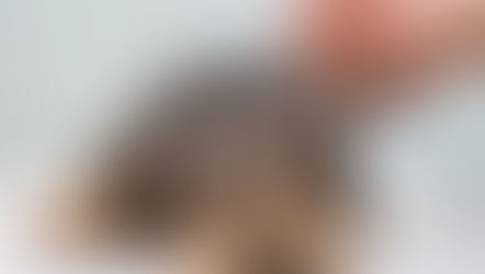 Understanding the Legal Risks for a Pet Grooming Business