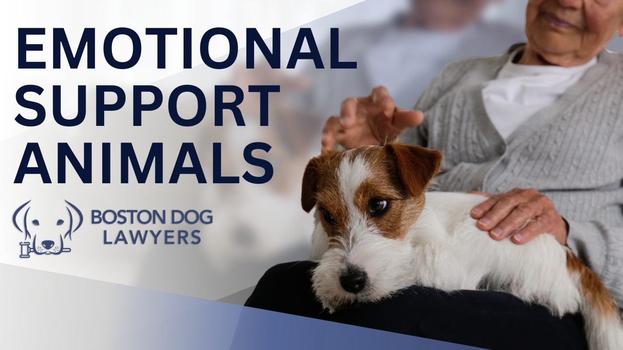 Emotional Support Animal Attorney in Massachusetts Boston Dog Lawyer