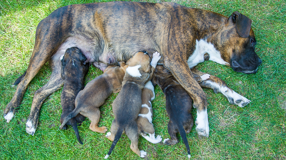 Mother dog feeding pups
