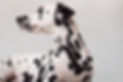 Dalmatian_edited_edited_edited_edited_edited.jpg