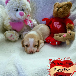 Faith's Litter Female 4
