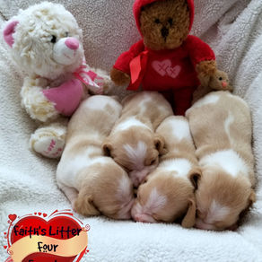 Faith's Litter Females