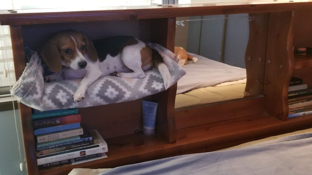 5 star beagles