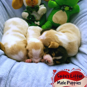 Faith's Litter Males