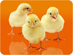 „Early-Birds“ solange der Vorrat reicht!