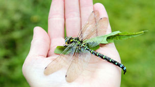 New Study Debunks Long-Held Theory on Giant Dragonflies