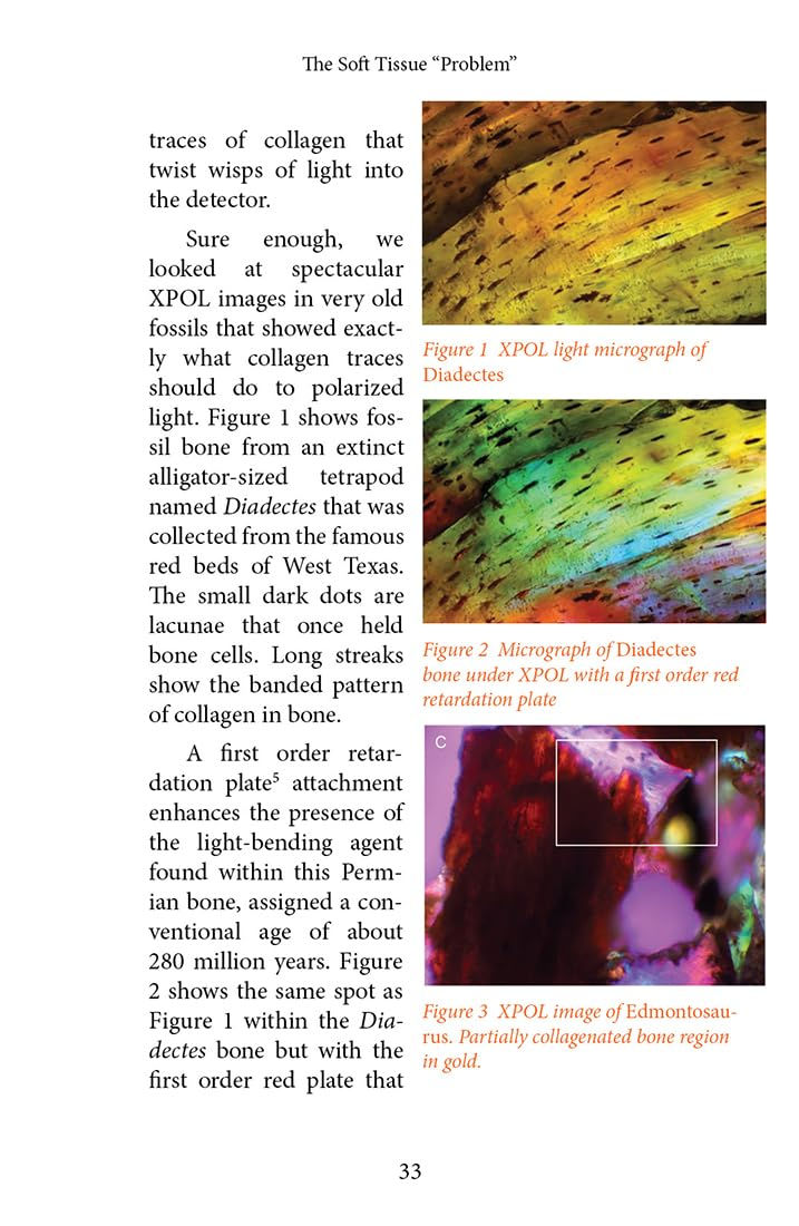 Thumbnail: Fossil Tissues: Digging into the Biomaterial Mystery