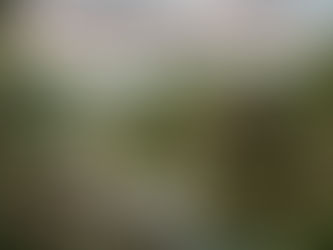 Birds Survived the Asteroid?