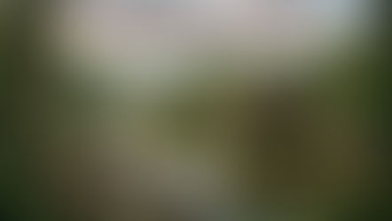 Birds Survived the Asteroid?