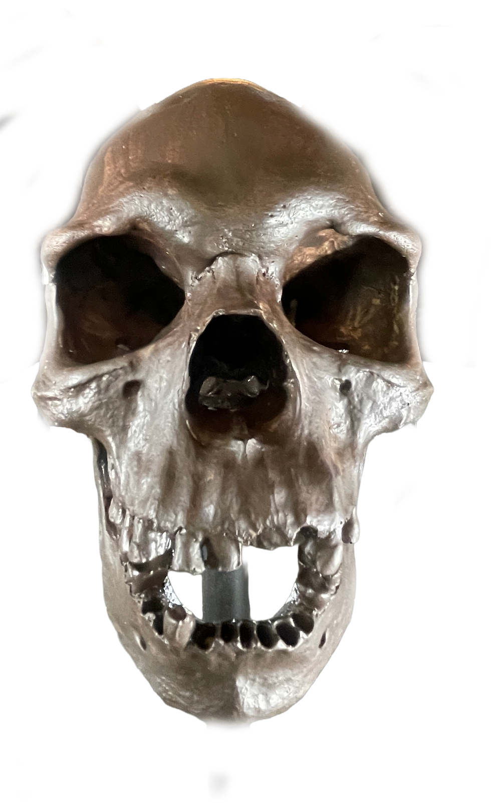 Australian Aborigine: Human