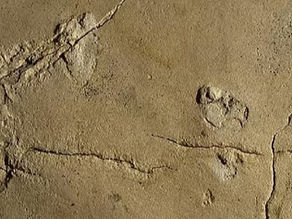 Human "Evolution" Faces a New Challenge