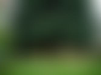 large lush green conifer in landscape
