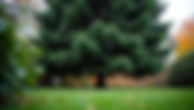 Essential Guide to Caring for Large Conifers in the Seattle Area