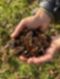 Science - Woody mulch.HEIC