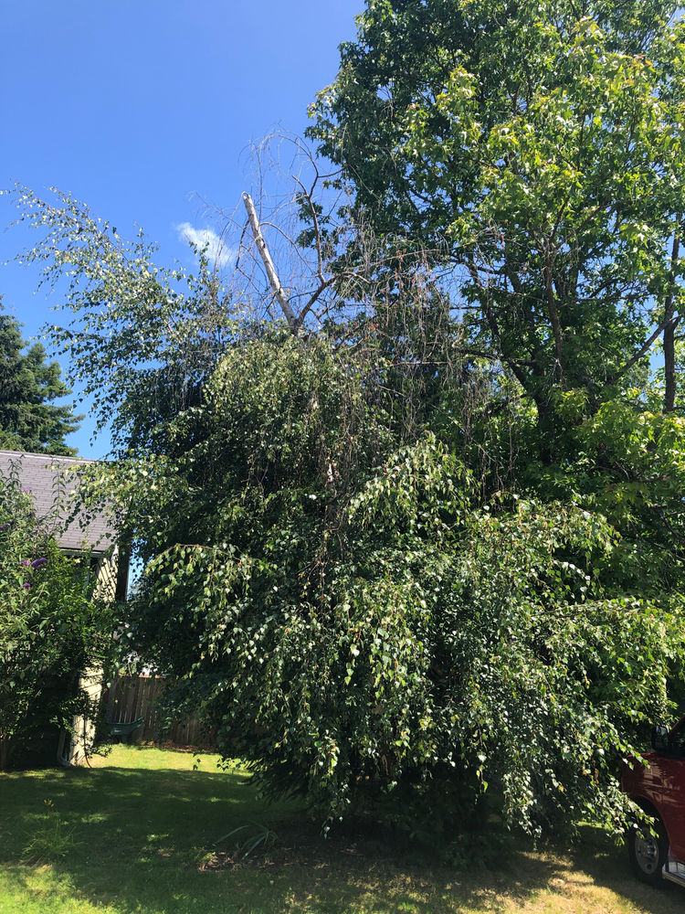 Tree133 Bronze Birch Borer & Tree Management