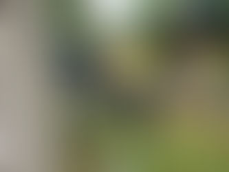 Arborist using micro resistance drill on the trunk of a large tree