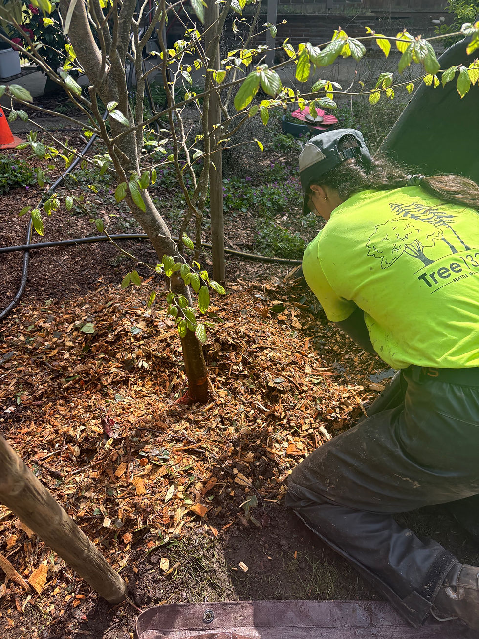 arborist planting a young tree in a garden bed
