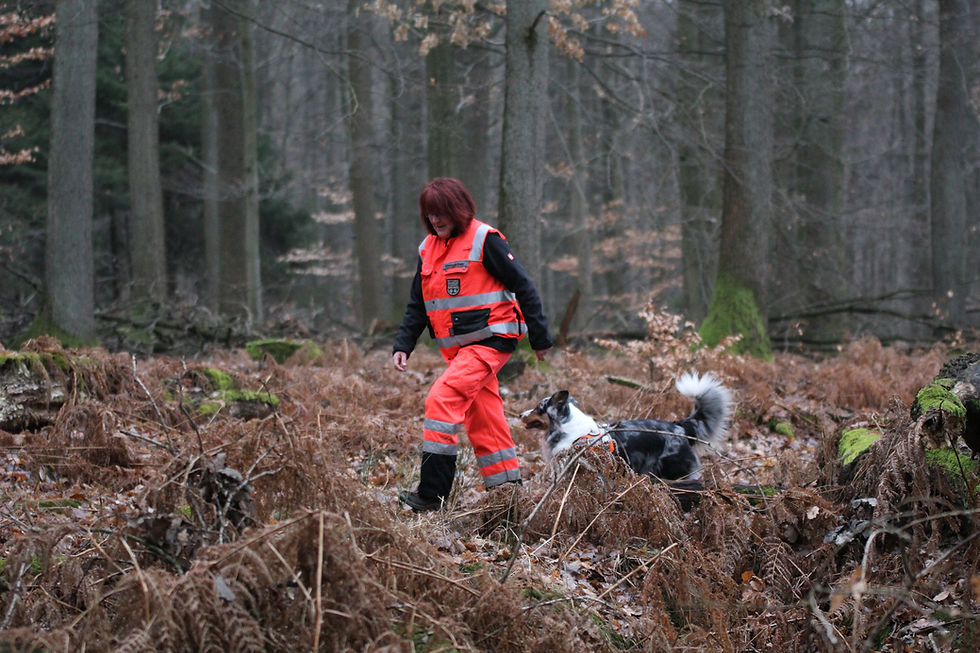 Ausgebildeter Rettungshund der Staffel Main-Kinzig bei der Vermisstensuche