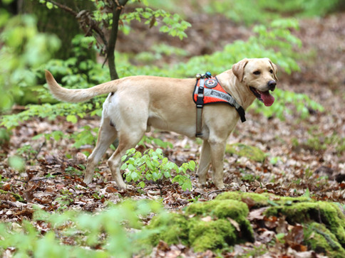 Ausgebildeter Rettungshund der Staffel Main-Kinzig bei der Vermisstensuche