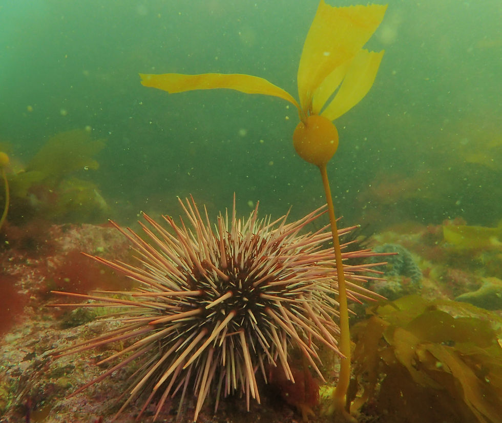 Urchin and kelp side-by-side underwater