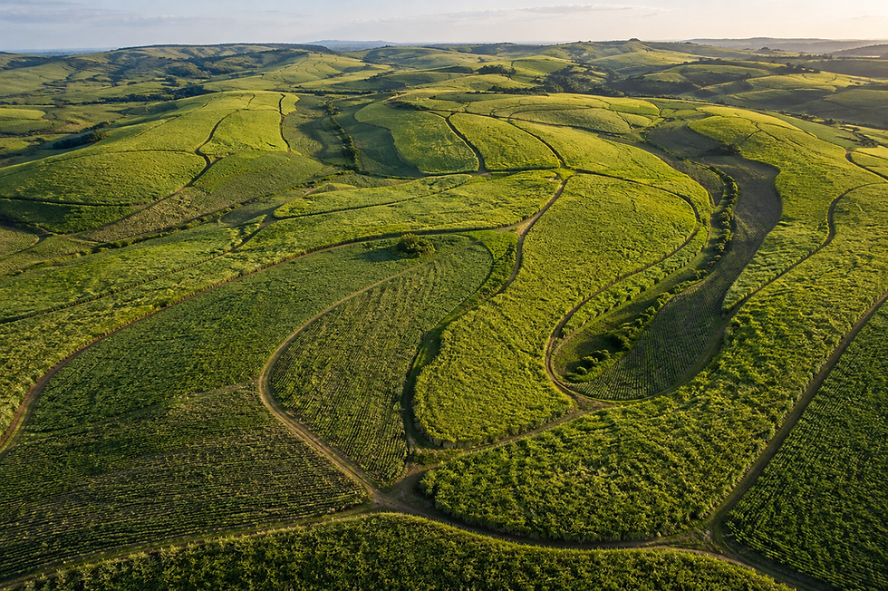 aerial view of Gledho Sugar Company sugar cane fields