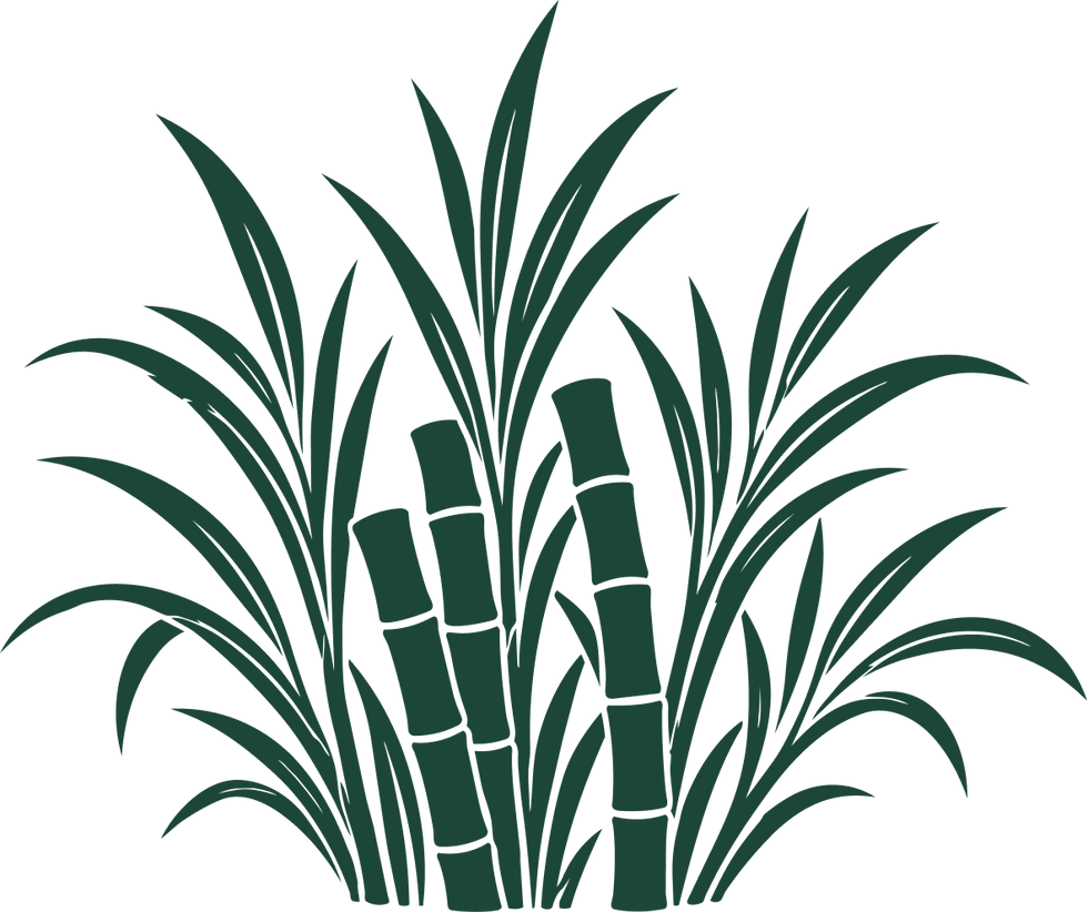 Sugar cane illustration