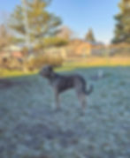 Bark With Lark