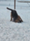 Bark With Lark