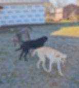 Bark With Lark
