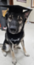Bark Right Training