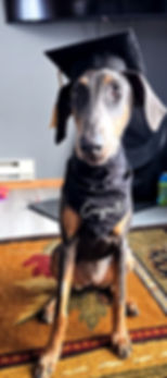Bark Right Training