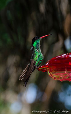 HUMMINGBIRD