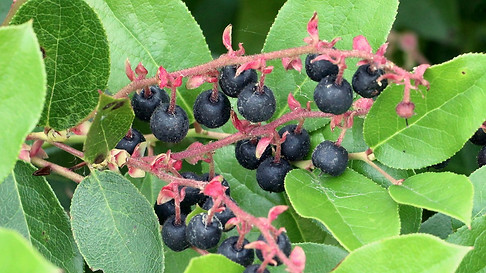 salal.jpg