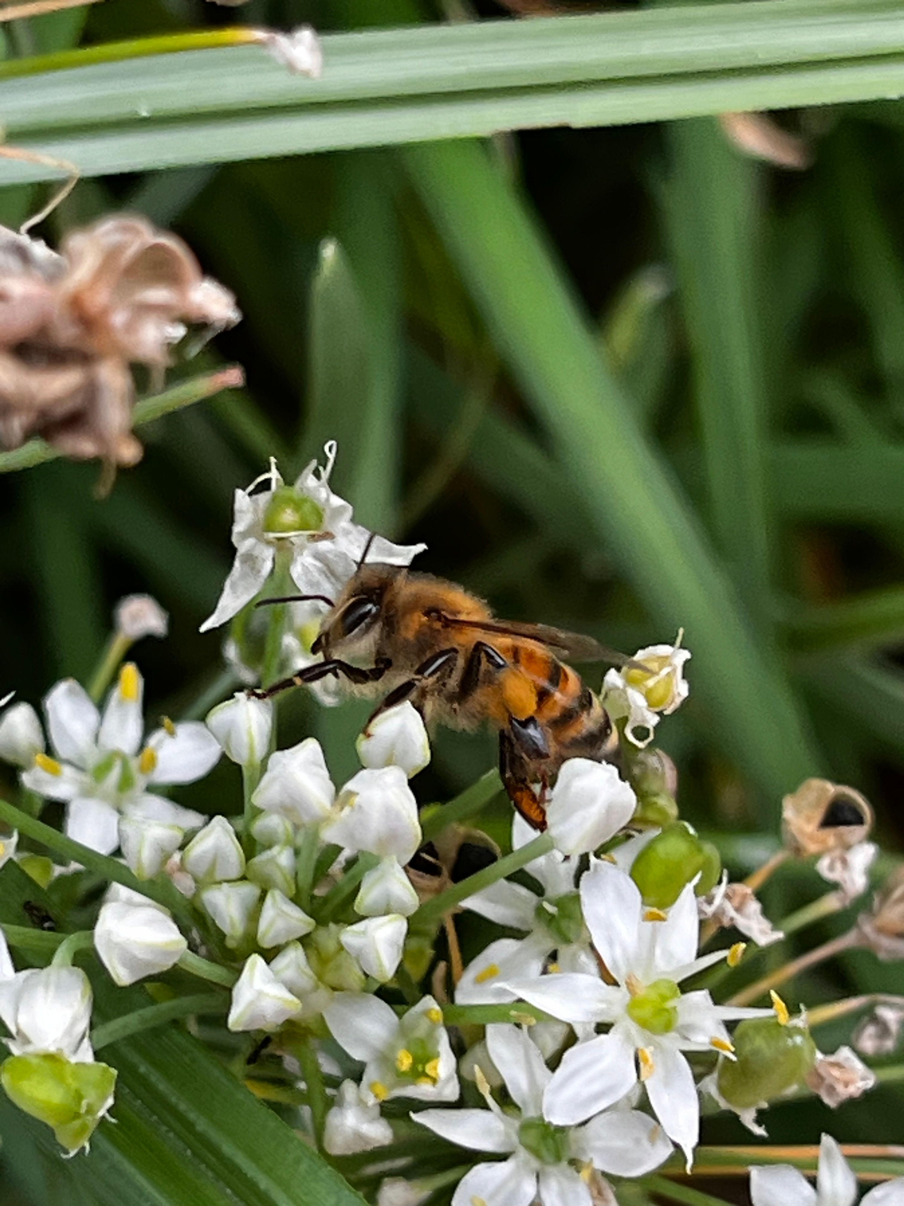 Bee Delightful