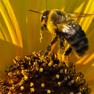 Bee collecting nectar on a yellow flower in warm sunlight