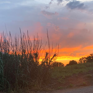 Sunrise glowing through tall grass with orange and pink sky on the horizon.