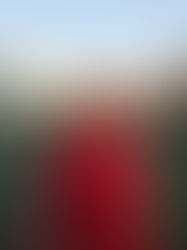 BENVENUTO ANDREA SCOTTO