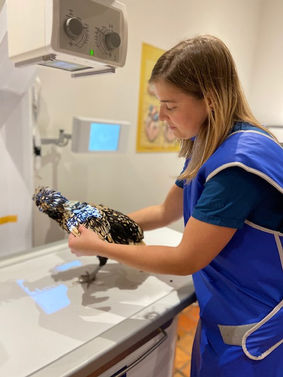 De Praktijk - DAP LUPO