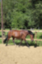 Paardenvriend