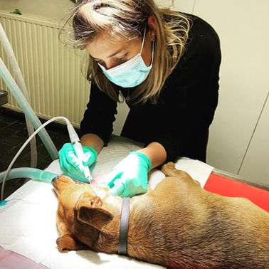 De Praktijk - DAP LUPO