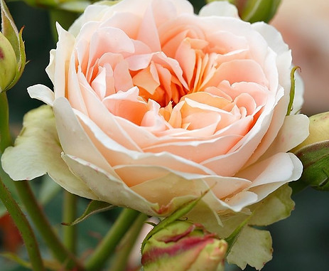 Rosa Matthias Claudius Rose