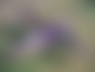 CONVERSIONE EDF GRYPHON REDWINGS JET