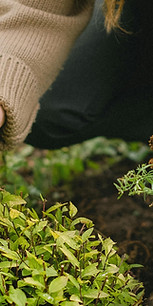 picking organic herbs