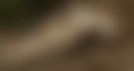 L'Odalisque sans tête de Catherine Herbertz