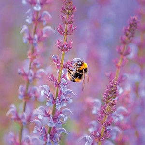 Salvia & Bee Blank Greetings Card - Eco-friendly Card Co