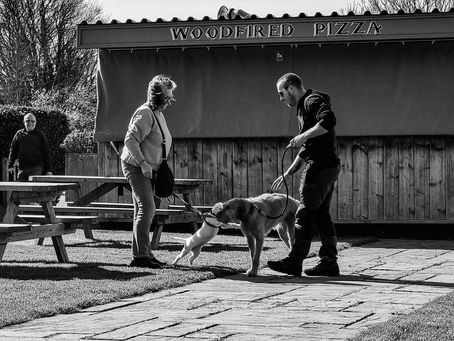Trevor the Terrier V Mango the vizsla
